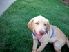 Puppies and Florida Trip 2006 033.jpg